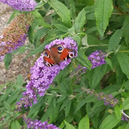 別荘 Lakeside House *